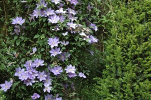 thumb_368__slideshow_small